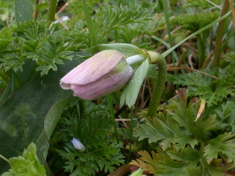 Anemone coronaria /  Anemone dei fiorai